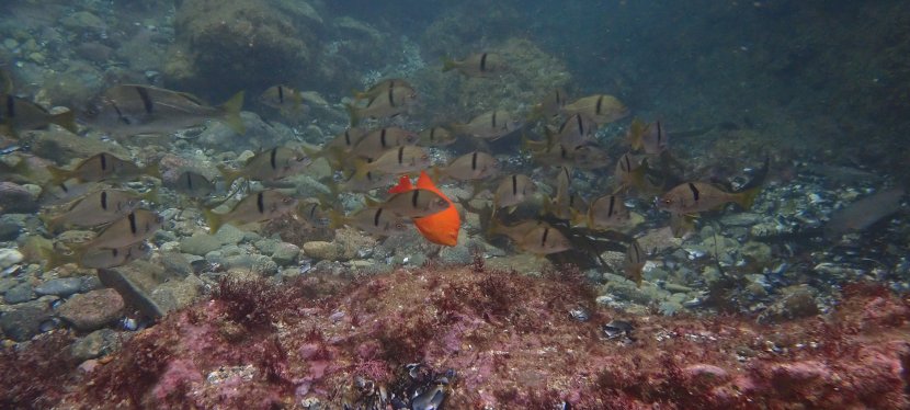 Morning and Night Dives at Shaw’s Cove&nbsp;Delivers!