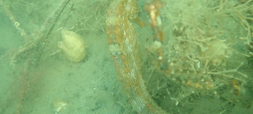 Friday Factoid: Pacific&nbsp;Seahorse