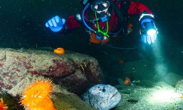 Jade Scuba Adventures Is Open In Port Orchard,&nbsp;WA!